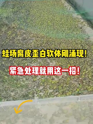 蛙场腐皮歪白软体刚涌现,紧急处理就用这一招。#黑斑蛙养殖 #青蛙养殖 #青蛙养殖技术