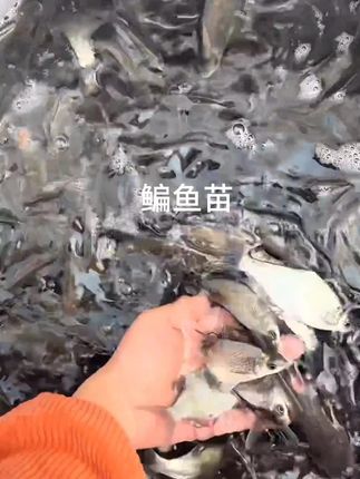 #优质鱼苗 #生态放养 鳊鱼苗
