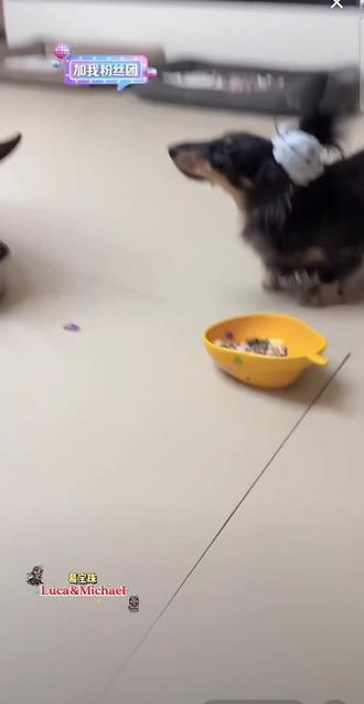 萌接#lulu麦 #lulu麦麦 #萌宠 #狗狗 #可爱到爆炸💥 @Luca&Michael