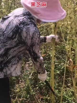黑芝麻 #农业种植 #三农 #优质农产品 #抖音助农 #我的乡村生活