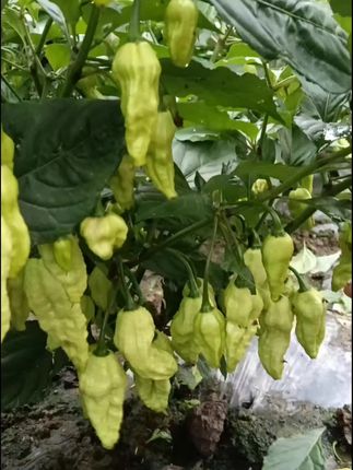 辣椒专用促花保果强力套餐#促花受粉防落果裂果膨果 #工业辣椒种植技术 #三农