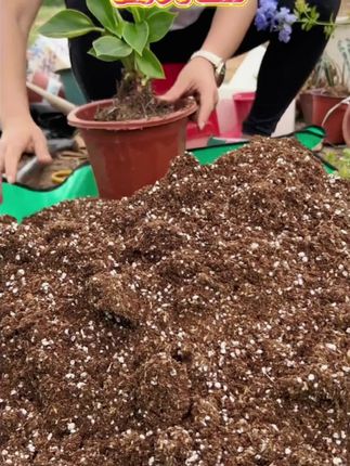 #营养土 #有机营养土 #有机土壤