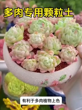 养#多肉 就用#多肉颗粒土 #多肉养护 #多肉植物