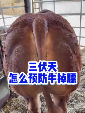 #三伏天怎样预防牛中暑