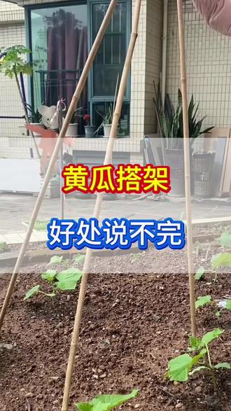 黄瓜如何搭架#黄瓜#三农#种植技术#黄瓜种植