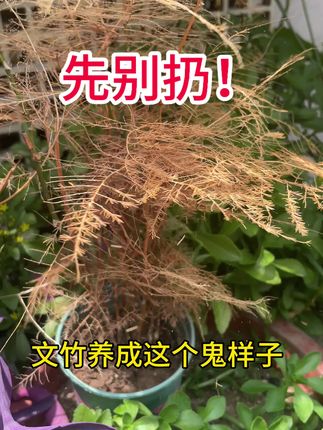 文竹叶片发黄先憋急着扔掉,你就给它喷这种水#爱生活爱养花 #花卉绿植 #养花小知识 #文竹怎么养 #文竹