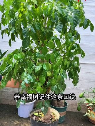 幸福树养不久就黄叶掉叶,这是缺少了水分和养分,要定期给它用这个营养液补充#盆栽 #花卉绿植 #三农流量扶持计划 #幸福树的养护