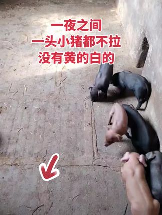 #自繁自养 #自繁自养母猪 #养猪人加油干 #养猪人不容易 #养猪人