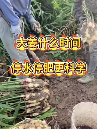 大姜什么时间停肥更科学#硫酸钾 #膨姜 #大姜增产 #生姜种植