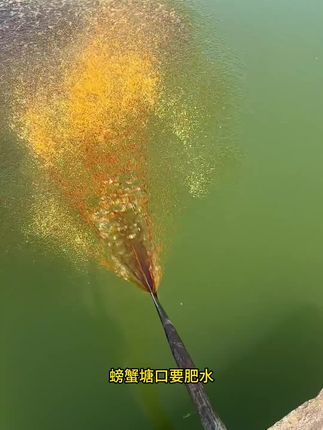 螃蟹不要等到5壳之后在肥水,蟹塘肥水就用碳菌爽,氨基酸肥、碳源、有益菌三管齐下,不管是节节草水清,还是蓝藻水、水浓、水绿都可以使用#螃蟹养殖 #大闸蟹 #水产养殖 #水草挂脏
