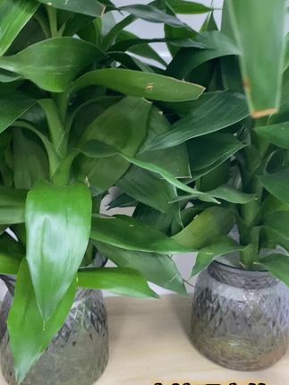 水培观音竹#爱生活爱养花 #室内绿植 #绿植盆栽