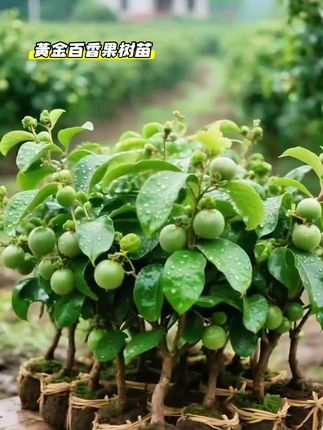 黄金百香果苗#果苗种植 #硕果累累 #绿植 #果树 #果树苗基地