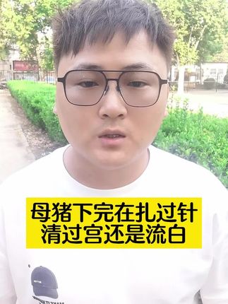 母猪下完崽扎过针清过宮还是流白 #养猪技术 #养猪知识分享