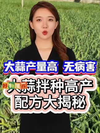 #大蒜种植 #大蒜拌种 #种大蒜 #大蒜种植技术