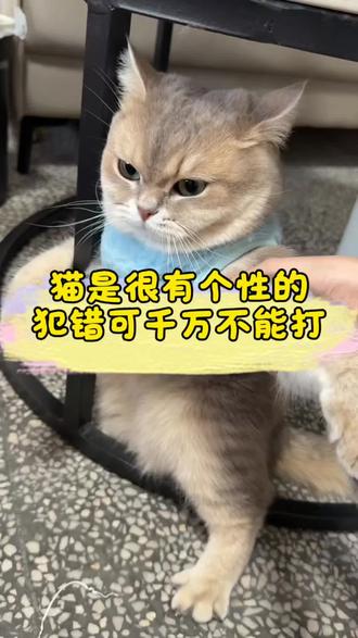 猫犯错你还在用打的方式吗?#新手养猫#科学养猫#猫咪的迷惑行为#猫咪日常#养猫经验分享