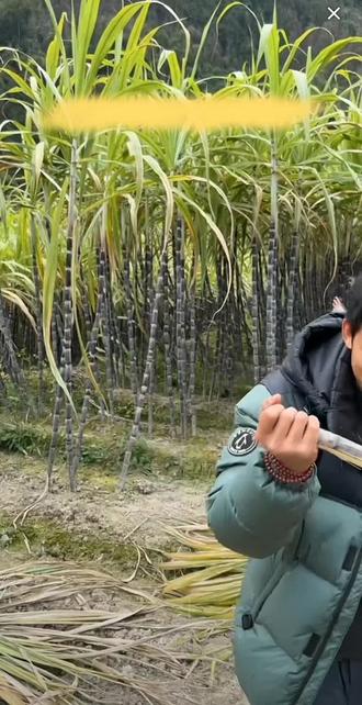 马安随建哥建弟回家啃甘蔗#荒野建哥 #荒野建弟