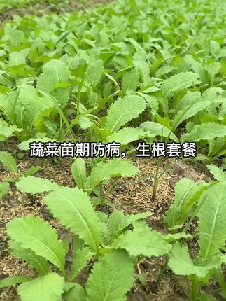 #蔬菜种植 #苗期管理重要,