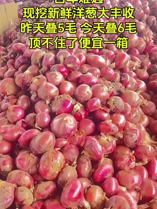 正宗水果洋葱,可以生吃的洋葱,脆甜好吃。 #洋葱 #脆甜多汁 #优质农产品 #立秋开吃啦#水果洋葱