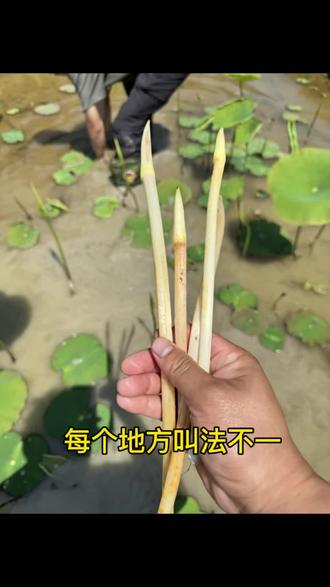 这是藕带,也叫藕尖,藕肠子,藕鞭,是莲的幼嫩根状茎!你们那边叫做什么?#夏季限时美食