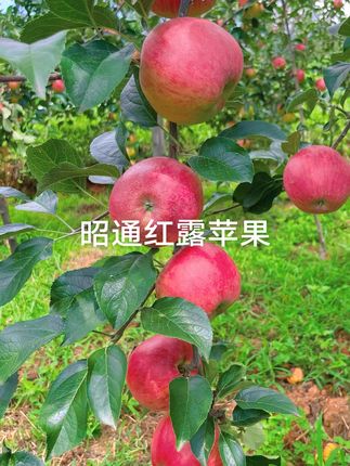 #彬彬有氧健身操 产自云南昭通的高原山区,海拔大多在1800-2200米,这里光照特别足,每天的日照时间长,甜到心里