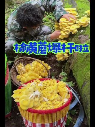 榆黄蘑【支持试吃一袋】农产品 干货 东北特产 250克*2袋#榆黄蘑 #东北榆黄蘑 #蘑菇 #东北蘑菇 #东北特产 @DOU+小助手 @DOU+好生意