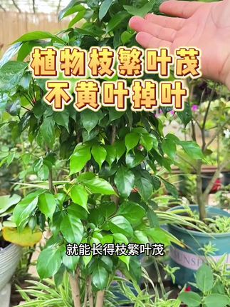 只要在花盆里插上一只它,六十天内你的植物就能长得枝繁叶茂,不黄叶不掉叶#花卉绿植 #养花小知识 #爱生活爱养花 #室内绿植 #施肥