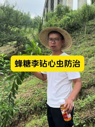 夏季蜂糖李容易被钻心虫侵害,要做好防治!#正宗六马蜂糖李 #蜂糖李 #蜂糖李种植