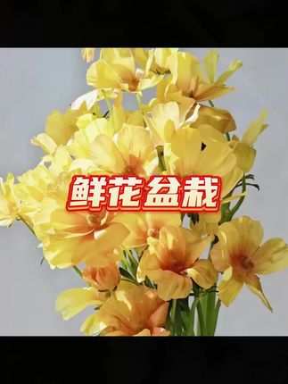 #花卉 #花卉绿植 #花卉养护 #鲜花绿植 #家庭养花 花自开【催芽球】蝴蝶花毛茛系列 催芽球多年生球根花卉种球