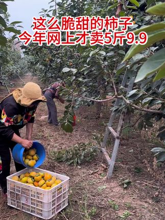 脆甜柿子5斤9.9