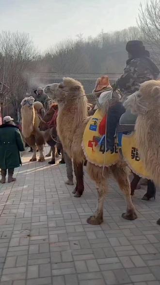 东天山来的骆驼队
重走丝绸之路文化行
2025年12月10日,出行第111天,已进入陕西咸阳长武县境内。
12月9日,在甘肃泾川县泾明乡白家村牛角沟遗址,郑州文旅及贤达人士前来慰问并邀约驼队前往郑州文化交流。
蒋晓亮队长发表重要讲话:东天山来的骆驼队,重走丝绸之路文化行的目的是,让沿途老百姓,能吃上旅游饭,并通过商贸活动能发家致富;驼队此行,可谓是2025年最硬核的文化远征!
驼队清晨从白家村出发,沿丝路古道泾河河谷,翻山越岭,踏行长庆桥,驼铃响彻窑店古镇,走出甘肃东大门,进入陕西西大门——咸阳丁家镇十里铺村,开启了三秦大地文化之旅。
#东天山来的骆驼队 #甘肃 #陕西 #凉州词 #长武县 @蒋晓亮(东天山骆驼队队长)
(视频素材来自网络)