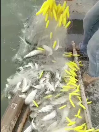 加强白丝手工渔网粘网丝网三层沉网中秋专用捕鱼网鲫鱼加重#渔网#户外捕鱼#鱼获满满