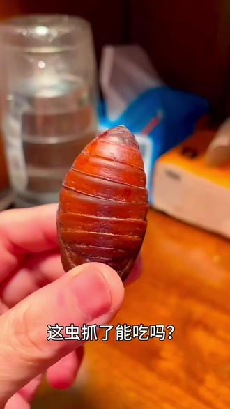 各个地方的昆虫美食#科普日常冷知识 #昆虫美食