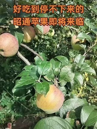 #优质农产品 #硕果累累 #口感特别好 #生态农业 #助力果农