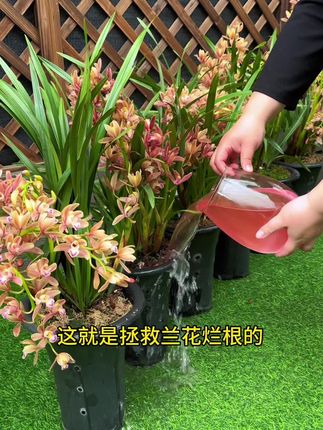 拯救兰花烂根的最好方法,就是给家里的兰花浇一浇它#兰花日常管理 #病虫害防治 #花卉绿植 #养护小知识