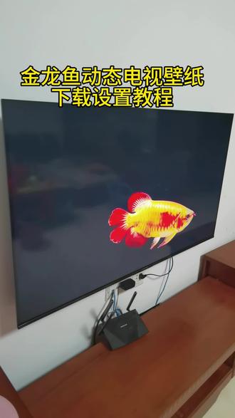 《羊玲宝库》电视养鱼动态壁纸设置教程来了#电子养鱼 #养鱼 #电视养鱼教程 #电视屏保 电视养鱼,金龙鱼,金龙鱼电视屏保教程,金龙鱼电视壁纸屏保下载,电视屏幕养鱼教程