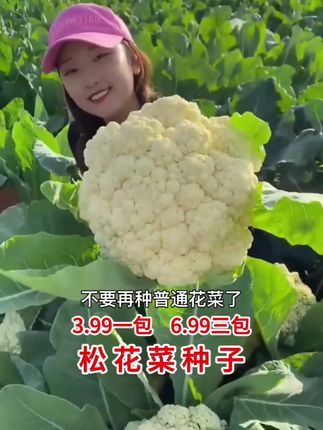 #【6.99三包】青梗松花菜种子!夏播秋播四季蔬菜种子!