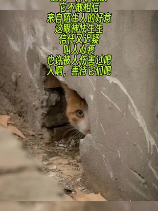 #创作灵感 #我和流浪猫的故事 #流浪猫 #猫粮 #流浪猫救助 墙洞里探出半张猫脸,怯生生的。我唤它吃粮,它眼神里满是惊奇、疑惑与警惕,似是不敢相信会遇到好人。大抵是受过伤害吧。真希望人们都能善待流浪猫,别再让它们满心防备地活着。