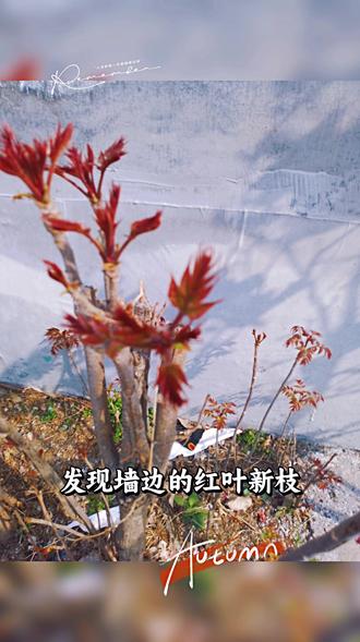 春风一吹香椿悄悄发芽了#记录真实生活