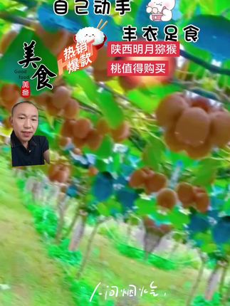 #创作灵感 #陕西明月猕猴桃 #dou小助手 #张二哥橱窗同款