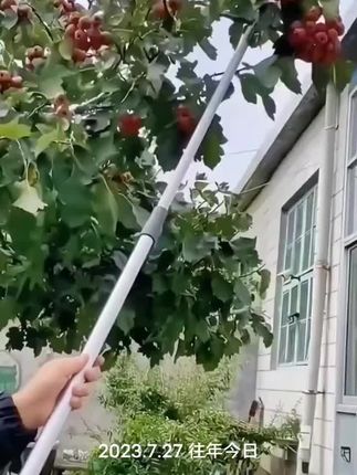 美枝王玫瑰采摘剪抬剪高空摘果剪:/ 葡萄猕猴桃打尖器摘柠檬采摘剪】#实用工具 #修枝剪 #方便又实用 @巨量千川