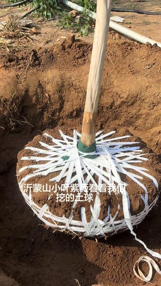 沂蒙山小叶紫薇移栽过程