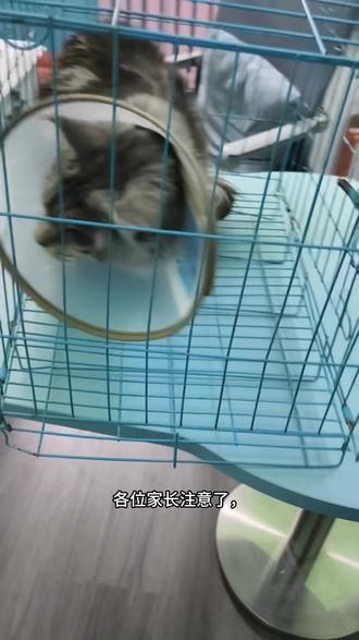 猫的眼睑内翻#猫咪眼睑内翻#猫倒睫 #唐官屯#静海宠物医院