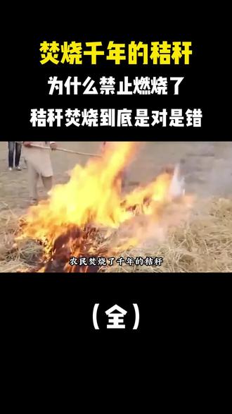 焚烧千年的秸秆,为什么突然禁止了,秸秆焚烧到底是对是错? #焚烧秸秆 #科普 #环保 #涨知识