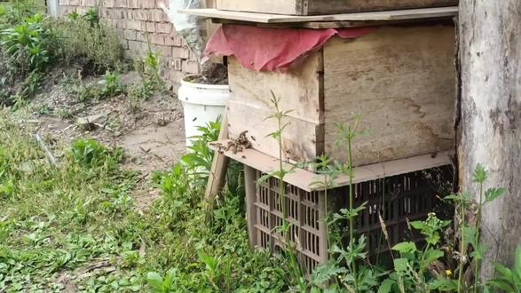 密蜂的种类图片 11057395590147248bfc17c83bd921e8~tplv-dy-resize-origshort-autoq-75:330.jpeg?x-expires=2006028000&x-signature=3PiCJS3TelLaTIWY4vFEURCaCjA%3D&from=3213915784&s=PackSourceEnum_AWEME_DETAIL&se=false&sc=cover&biz_tag=pcweb_cover&l=2023073006341223989033A62568C14CB9