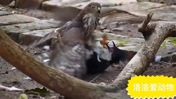 类似布谷鸟一样的歌 40259fcae2074fcb989680a2cc2434b1~tplv-dy-resize-origshort-autoq-75:330.jpeg?x-expires=2006056800&x-signature=SzGlMQC6TzIsFiq7NFV3xY78So4%3D&from=3213915784&s=PackSourceEnum_AWEME_DETAIL&se=false&sc=cover&biz_tag=pcweb_cover&l=202307301452289D2E5869B16177EEB0C6