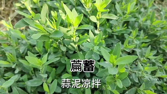 田间地头的萹蓄是一种古老的植物,全身是宝,凉拌鲜香可口#萹蓄 #植物科普 #识百草 #农村生活 #大自然的馈赠