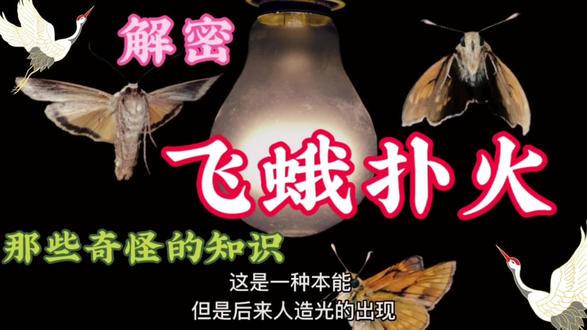 飞蛾扑火什么梗 o0fxDAA8NIPvepCgJyBlE8QxLsH1nbKBC39jtX~tplv-dy-resize-origshort-autoq-75:330.jpeg?x-expires=1997845200&x-signature=Br%2B1G2FtTPPNMNCEusYofZ4iQNc%3D&from=3213915784&s=PackSourceEnum_AWEME_DETAIL&se=false&sc=cover&biz_tag=pcweb_cover&l=20230426130731C649FE855F37B00A3470