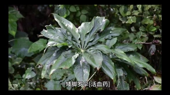 矮脚罗伞<活血药>