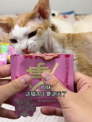 今天给猫猫吃倍迪家主食餐包...一闻味道就来了! #猫猫长肉罐头 #猫罐头