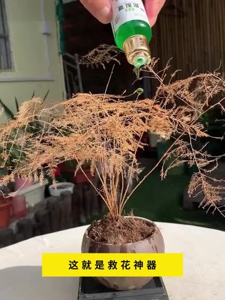 是这款救花神器,盆景花卉长势不好,你就用这个复活液,促进植物快速长根促进生长。#养护小知识 #盆景